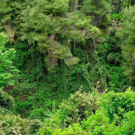 Amazing Surrounded By Forest, Sea View Villa